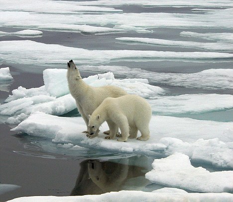 Polar bears on the melted ice of the Arctic Circle