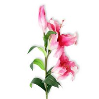 pink-stargazer-lily