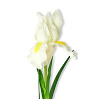 white iris