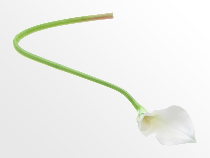 Artificial Flower, Flexible Stem