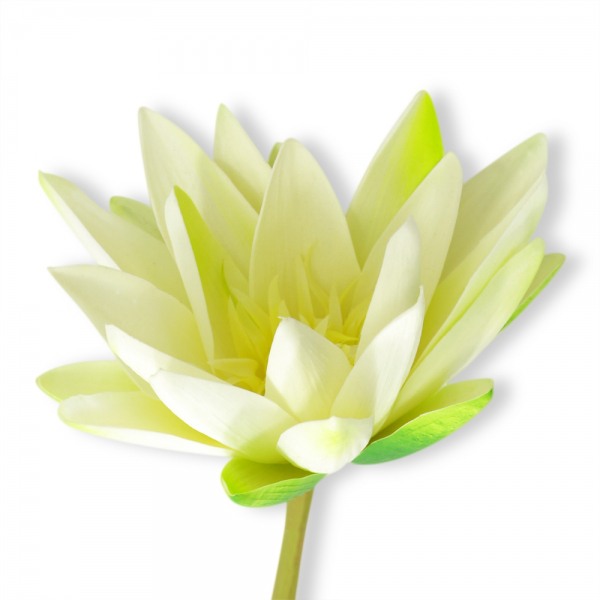 Artificial Water Lily - White