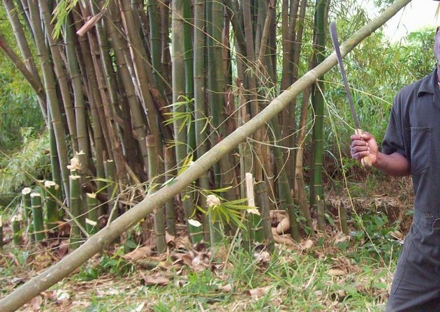 Bamboo cutter
