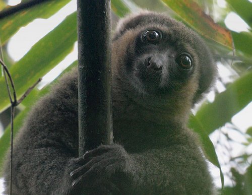 Lemur in Madagascar