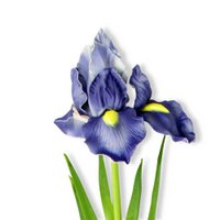 blue iris