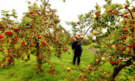 Apple Orchard Somerset