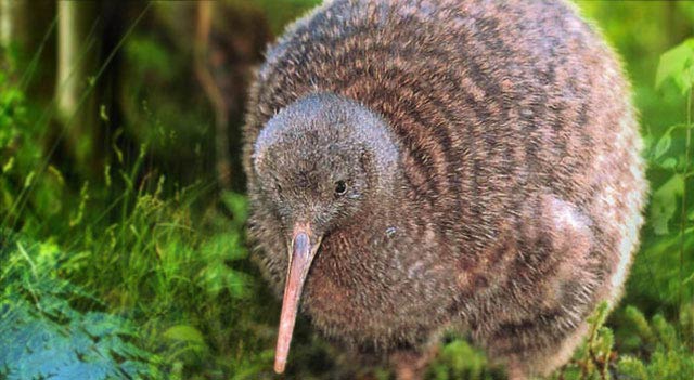 Kiwi Bird