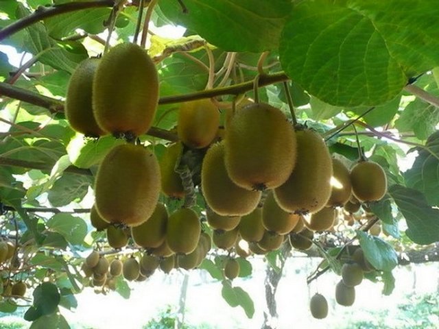 Kiwi Fruit Tree