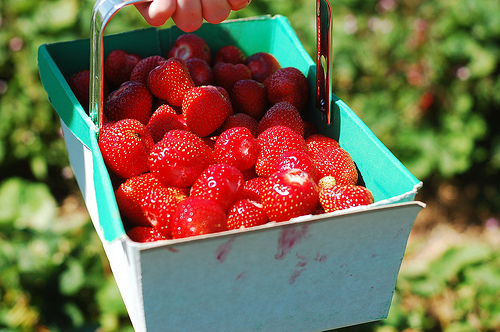 Picking Strawberries