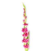 pink-gladiolus