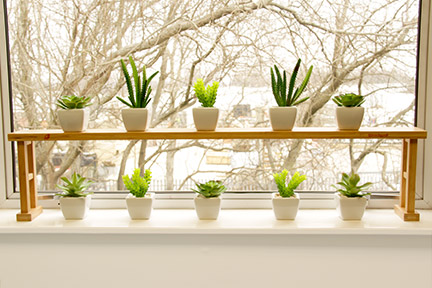 white shelf with plants