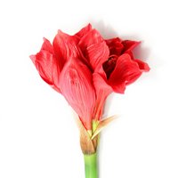 red amaryllis