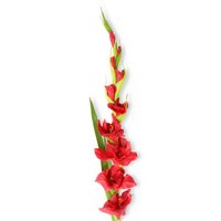 red gladiolus