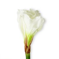 white amaryllis