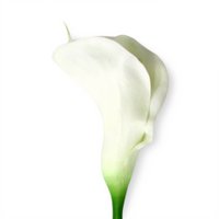 white calla lily