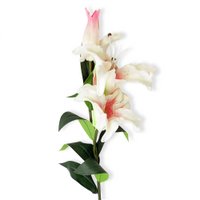 white-stargazer-lily