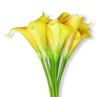 yellow calla lilies