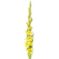 yellow-gladiolus