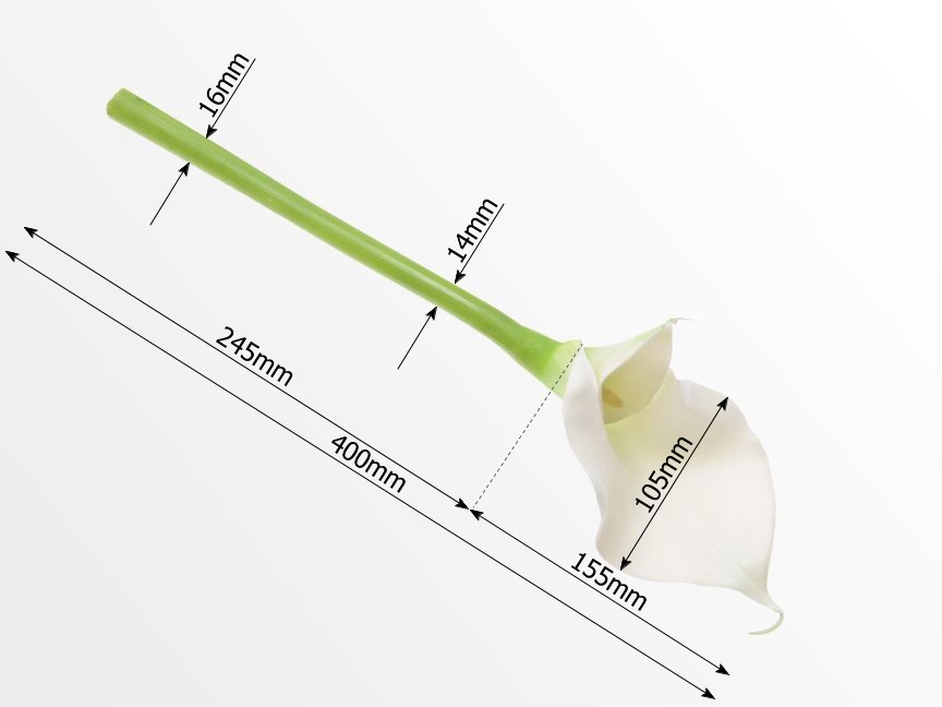 Dimensions of White Calla Lily