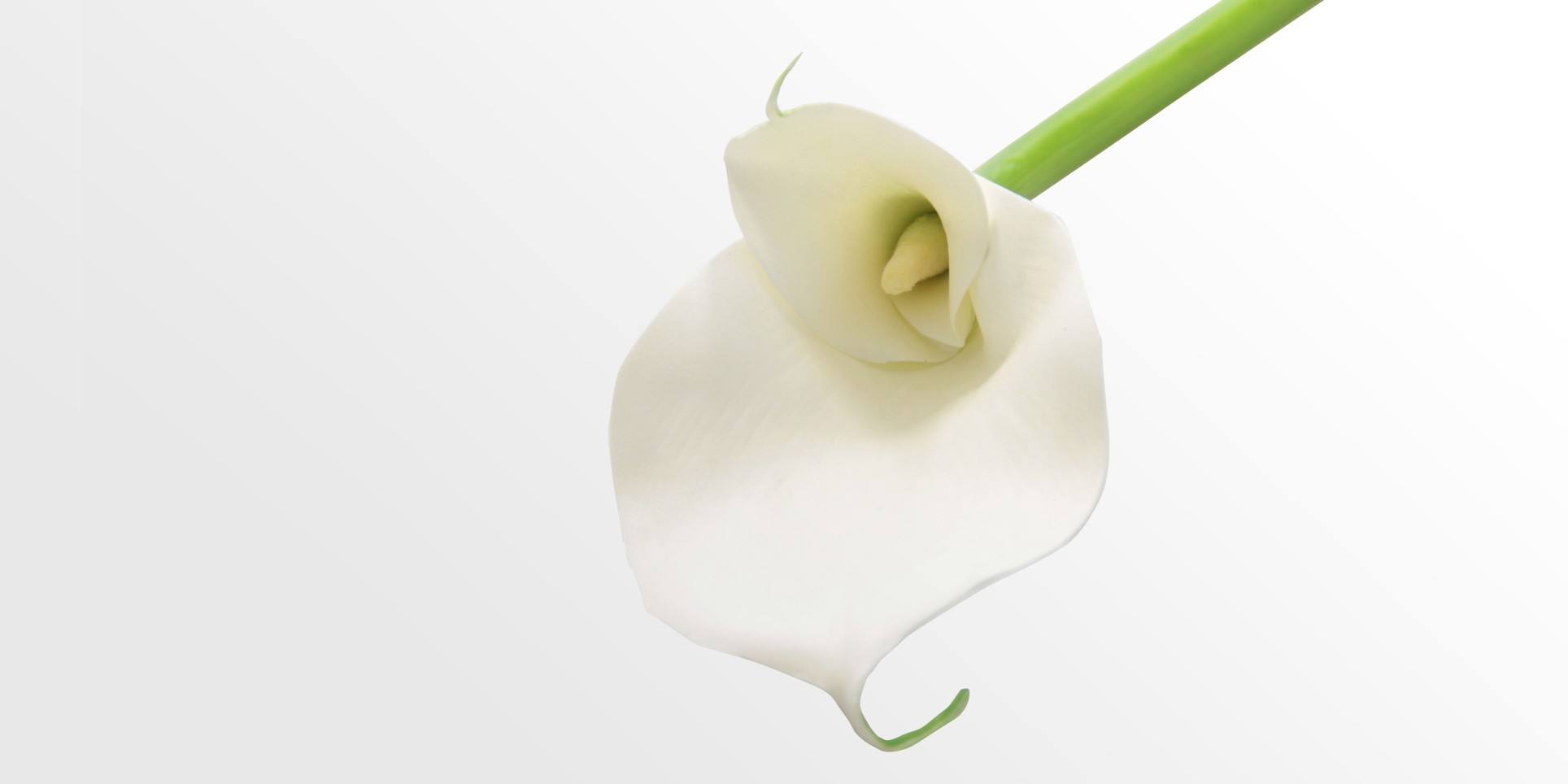 Artificial Calla Lily