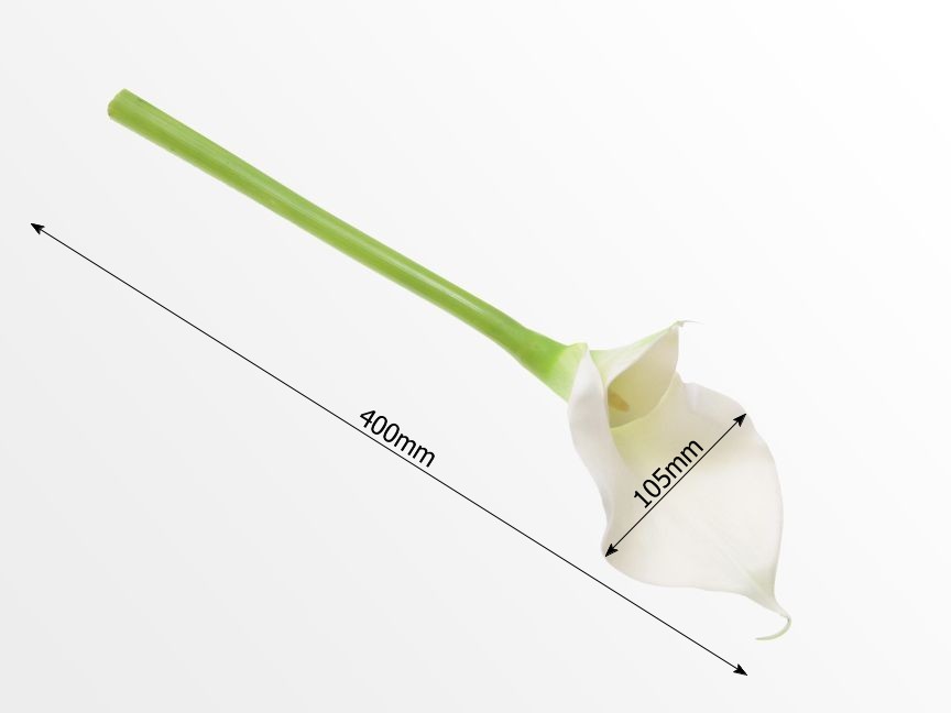 Dimensions of White Calla Lily