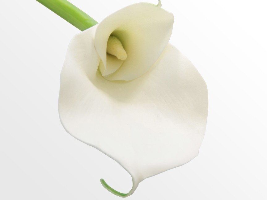 Artificial Calla Lily