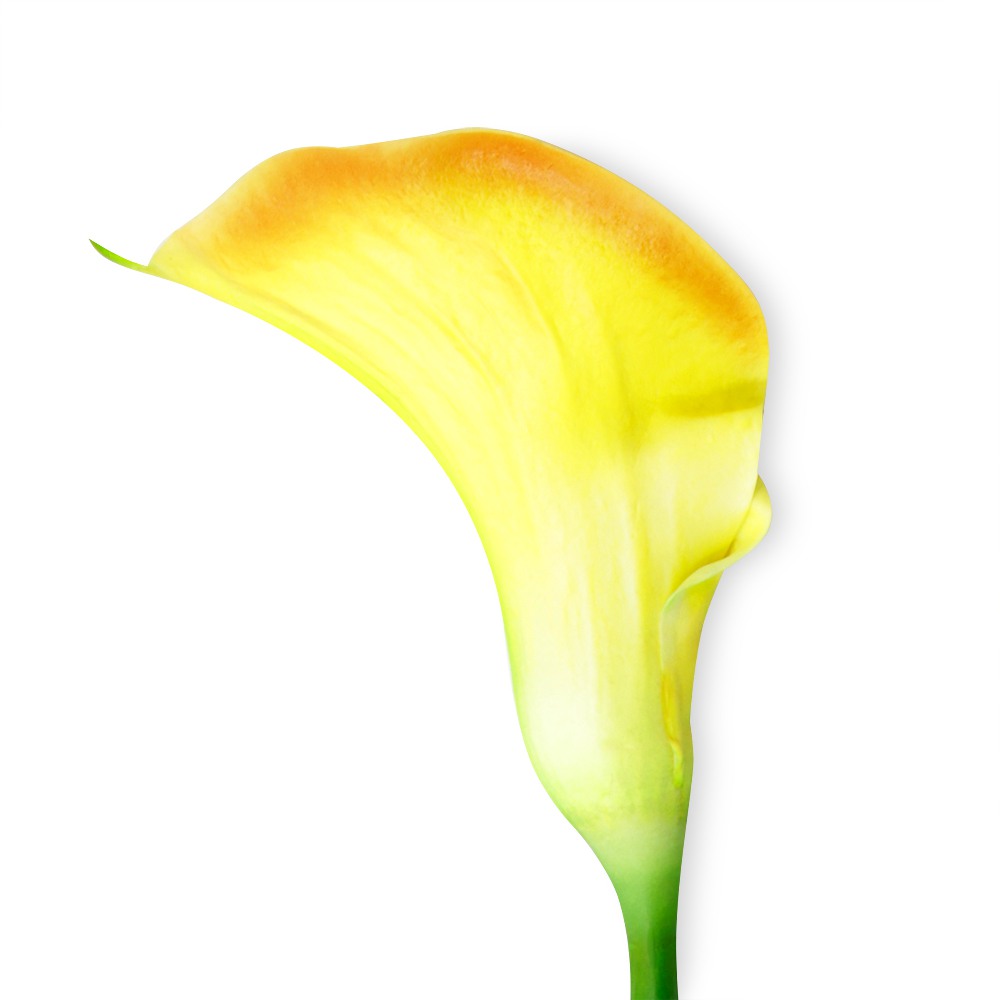 Artificial Jumbo Calla Lily - Yellow