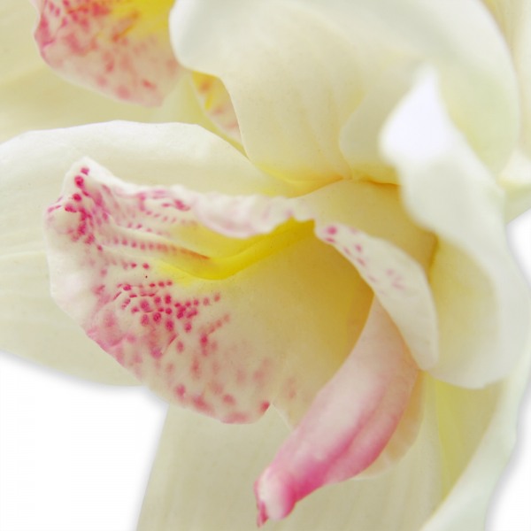 Artificial Cymbidium orchid (puttyroot) - Cream