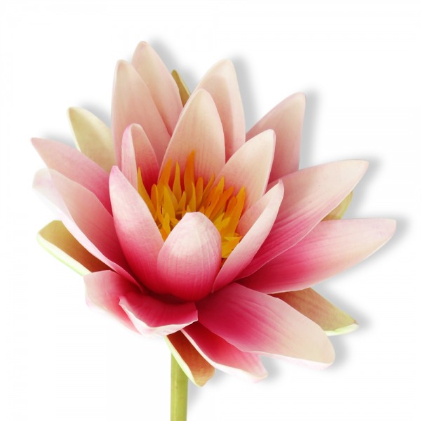 Artificial Water Lily - Pink